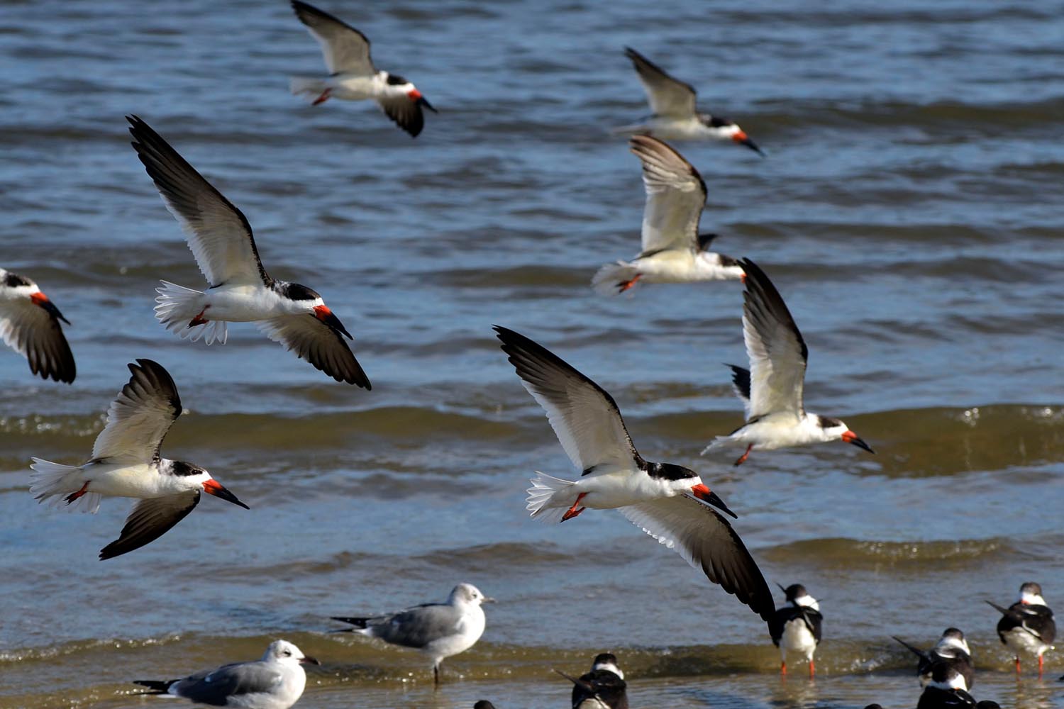 Black Skimmers -- Long Beach, MS